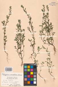 Спорыш простертый, Спорыш обыкновенный Boreau, Восточная Европа, Московская область и Москва (E4a) (Россия)