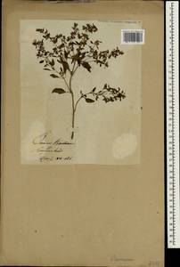 Базилик обыкновенный L., Зарубежная Азия (ASIA) (Неизвестно)