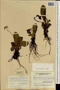 Primula serratifolia Franch., Зарубежная Азия (ASIA) (КНР)