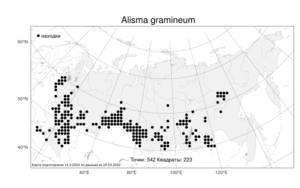 Alisma gramineum, Частуха злаковая Lej., Атлас флоры России (FLORUS) (Россия)