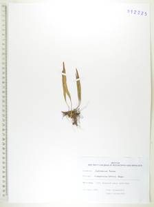 Кривокучник сибирский Sa.Kurata, Сибирь, Дальний Восток (S6) (Россия)