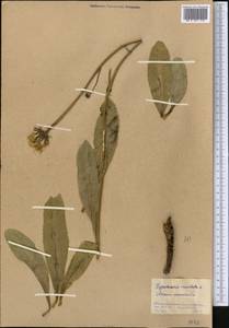 Trommsdorffia maculata (L.) Bernh., Средняя Азия и Казахстан, Северный и Центральный Казахстан (M10) (Казахстан)