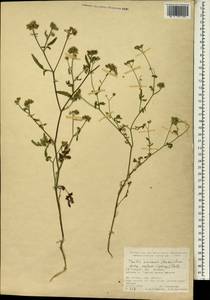 Пупырник полевой, Торилис полевой (Huds.) Link, Зарубежная Азия (ASIA) (Турция)