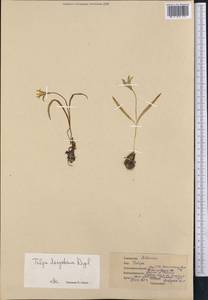 Тюльпан волосистотычинковый (Regel) Regel, Средняя Азия и Казахстан, Северный и Центральный Тянь-Шань (M4) (Казахстан)