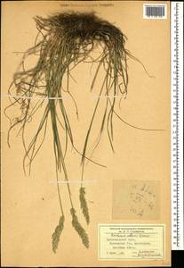 Koeleria eriostachya Pancic, Кавказ, Краснодарский край и Адыгея (K1a) (Россия)