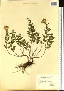 Шлемник приземистый L., Восточная Европа, Центральный лесостепной район (E6) (Россия)