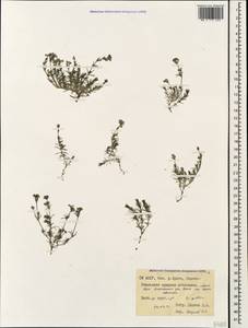 Cynanchica pyrenaica subsp. cynanchica (L.) P.Caputo & Del Guacchio, Кавказ, Северная Осетия, Ингушетия и Чечня (K1c) (Россия)