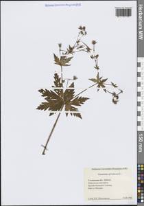 Герань лесная L., Сибирь, Западная Сибирь (S1) (Россия)