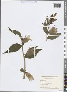 Колокольчик широколистный L., Кавказ, Азербайджан (K6) (Азербайджан)