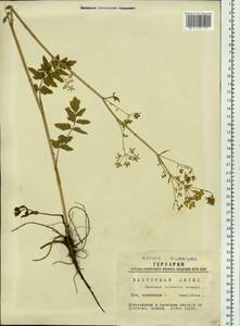 Pastinaca sativa var. sylvestris (Mill.) DC., Сибирь, Западная Сибирь (S1) (Россия)