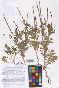 Мачок рогатый (L.) Rudolph, Восточная Европа, Центральный лесостепной район (E6) (Россия)