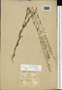 Camelina microcarpa subsp. pilosa (DC.) Jáv., Восточная Европа, Московская область и Москва (E4a) (Россия)