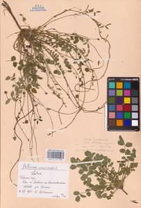 Poterium sanguisorba subsp. sanguisorba, Восточная Европа, Латвия (E2b) (Латвия)