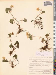 Калужница укореняющаяся (T.F.Forst.) Beck, Сибирь, Чукотка и Камчатка (S7) (Россия)