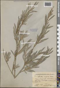 Ива каспийская Pall., Восточная Европа, Нижневолжский район (E9) (Россия)