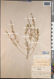 Caroxylon laricinum (Pall.) Tzvelev, Средняя Азия и Казахстан, Северный и Центральный Казахстан (M10) (Казахстан)