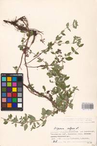 MHA 0 156 692, Душица обыкновенная L., Восточная Европа, Нижневолжский район (E9) (Россия)