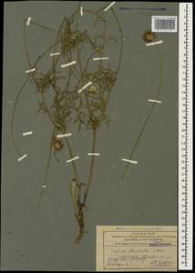 Скабиоза дваждыперистая C. Koch, Кавказ, Армения (K5) (Армения)