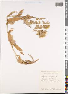 Колючник обыкновенный L., Кавказ, Грузия (K4) (Грузия)