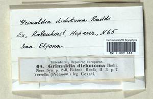 Mannia androgyna (L.) A. Evans, Гербарий мохообразных, Мхи - Западная Европа (BEu) (Италия)