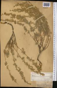 Полынь рутолистная Stephan ex Spreng., Средняя Азия и Казахстан, Джунгарский Алатау и Тарбагатай (M5) (Казахстан)