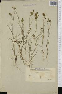 Bupleurum apiculatum Friv., Западная Европа (EUR) (Северная Македония)