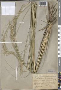 Neotrinia splendens (Trin.) M.Nobis, P.D.Gudkova & A.Nowak, Средняя Азия и Казахстан, Прикаспийский Устюрт и Северное Приаралье (M8) (Казахстан)