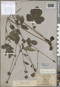 Гравилат аллепский Jacq., Восточная Европа, Северо-Западный район (E2) (Россия)