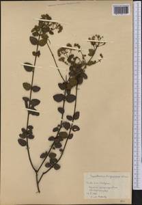 Koanophyllon turquiensis (Alain) Borhidi, Америка (AMER) (Куба)