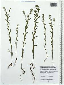 Буглосоидес полевой, Воробейник полевой (L.) I.M.Johnst., Восточная Европа, Московская область и Москва (E4a) (Россия)