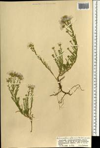 Aster altaicus Willd., Монголия (MONG) (Монголия)