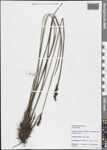 Anarthria gracilis R.Br., Австралия и Океания (AUSTR) (Австралия)