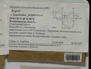 Bryum, Гербарий мохообразных, Мхи - Центральное Нечерноземье (B6) (Россия)