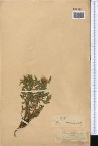 Соссюрея прелестная Schrenk, Средняя Азия и Казахстан, Северный и Центральный Тянь-Шань (M4) (Казахстан)