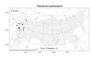 Hieracium pellucidum, Hieracium jurassicum subsp. translucens (Arv.-Touv.) Greuter, Атлас флоры России (FLORUS) (Россия)