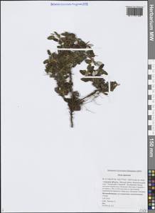 Dryas octopetala subsp. ajanensis (Juz.) Hultén, Сибирь, Дальний Восток (S6) (Россия)