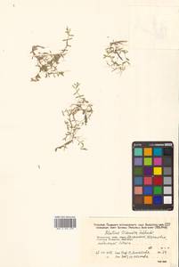 Повойничек трехтычинковый Schkuhr, Сибирь, Дальний Восток (S6) (Россия)