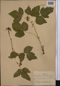 Костяника каменистая L., Средняя Азия и Казахстан, Муюнкумы, Прибалхашье и Бетпак-Дала (M9) (Казахстан)