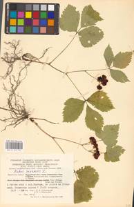 Костяника каменистая L., Восточная Европа, Центральный район (E4) (Россия)