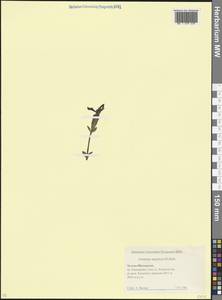 Горечавка понтийская (Soltok.) Hayek, Кавказ, Северная Осетия, Ингушетия и Чечня (K1c) (Россия)