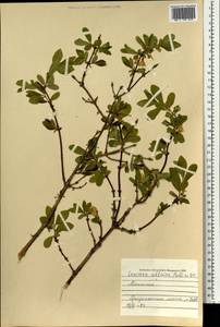 Жимолость алтайская (Pall.) Gladkova, Монголия (MONG) (Монголия)