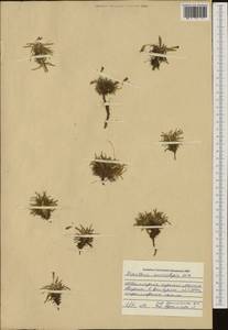 Dianthus microlepis Boiss., Западная Европа (EUR) (Болгария)