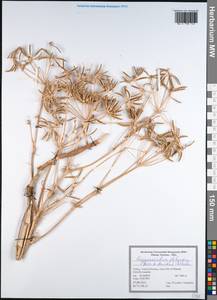 Caropodium platycarpum (Boiss. & Hausskn.) Schischk., Зарубежная Азия (ASIA) (Турция)