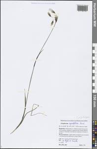 Eriophorum angustifolium subsp. angustifolium, Сибирь, Прибайкалье и Забайкалье (S4) (Россия)