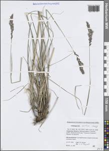 Вейник краснеющий, Сибирь, Дальний Восток (S6) (Россия)