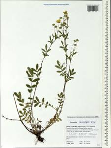 Лапчатка пижмолистная Willd. ex D. F. K. Schltdl., Сибирь, Прибайкалье и Забайкалье (S4) (Россия)