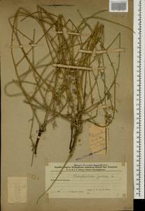 Хондрилла ситниковидная L., Кавказ, Азербайджан (K6) (Азербайджан)