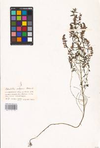 MHA 0 161 925, Зубчатка обыкновенная Moench, Восточная Европа, Западно-Украинский район (E13) (Украина)