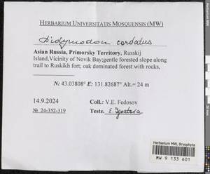 Didymodon cordatus Jur., Гербарий мохообразных, Мхи - Дальний Восток (без Чукотки и Камчатки) (B20) (Россия)
