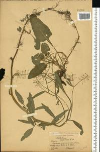 Жерушник земноводный (L.) Besser, Восточная Европа, Центральный лесостепной район (E6) (Россия)